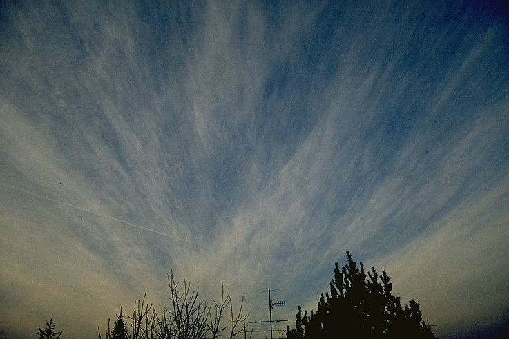 cirrus_radiatus_grand.jpg