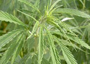 chanvre_plante.jpg