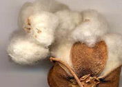 coton_fibre.jpg