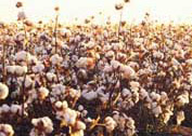 coton_plante.jpg