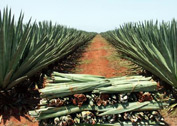 sisal_plante.jpg