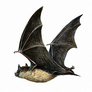 chauve-souris.jpg