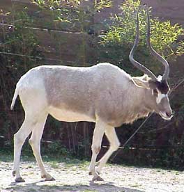 addax1.jpg (17Ko)