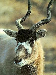 addax2.jpg