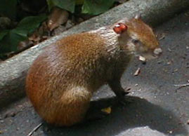 agouti1.jpg (13Ko)