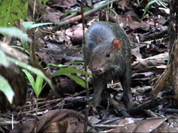 agouti2.jpg