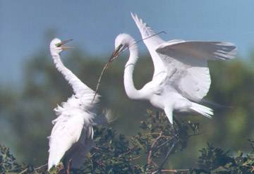 aigrette1.jpg (22Ko)