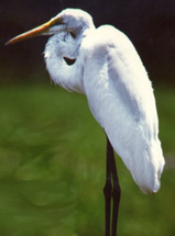 aigrette2.jpg