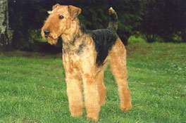 airedale.jpg (16Ko)