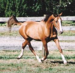 akhal-teke1.jpg (16Ko)