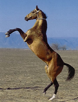 akhal-teke2.jpg (22Ko)