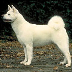 akita2.jpg