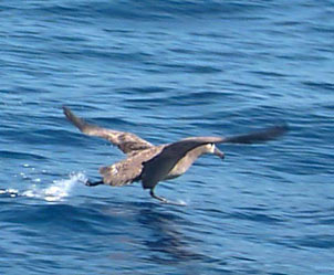 albatros1.jpg