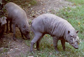 babiroussa1.jpg (18Ko)