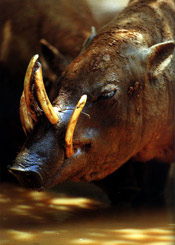 babiroussa2.jpg