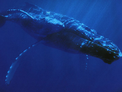 Pour rouler faut-il aussi sacrifier les baleines ?