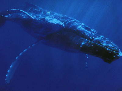 baleine1.jpg (34Ko)