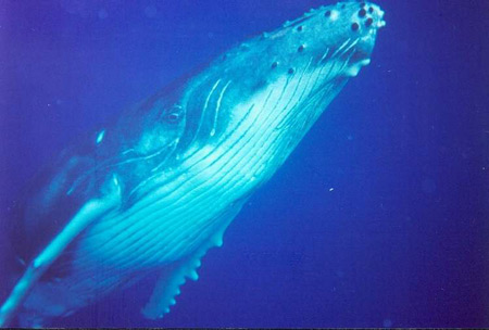 baleine2.jpg