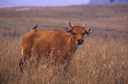 banteng1.jpg (39Ko)