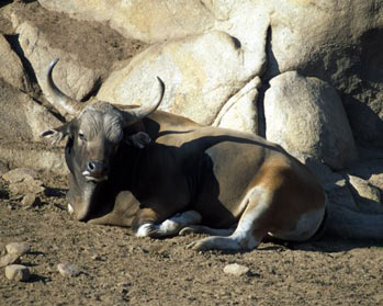 banteng2.jpg