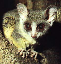 galago1.jpg (20Ko)