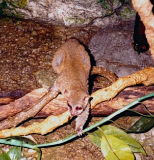 galago2.jpg