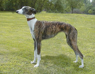 galgo1.jpg (25Ko)