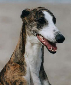 galgo2.jpg