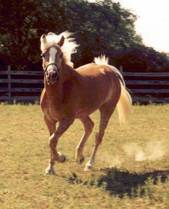 haflinger1.jpg