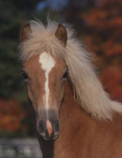 haflinger2.jpg (18Ko)