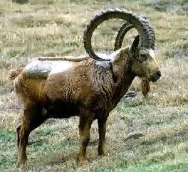 ibex1.jpg