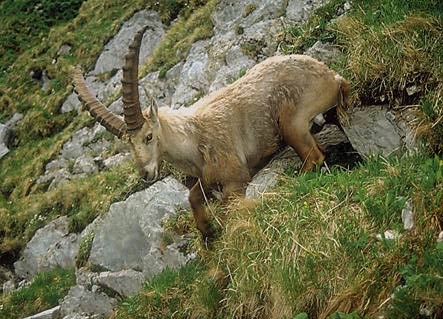 ibex2.jpg (44Ko)