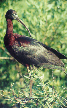 ibis1.jpg (44Ko)