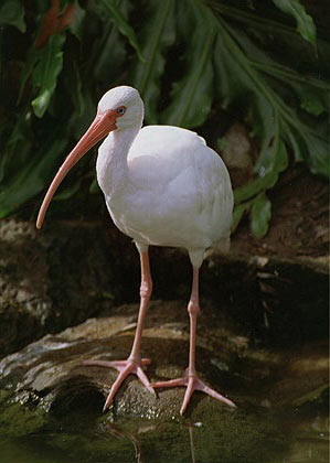 ibis2.jpg