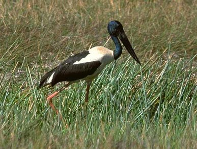 jabiru1.jpg (38Ko)