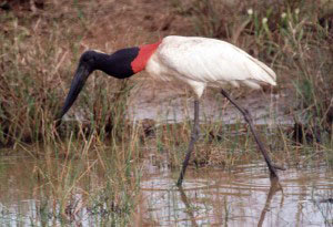 jabiru2.jpg