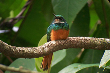 jacamar1.jpg (27Ko)