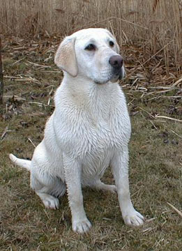 labrador1.jpg (33Ko)