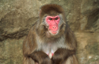 macaque1.jpg (20Ko)