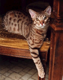 ocicat1.jpg