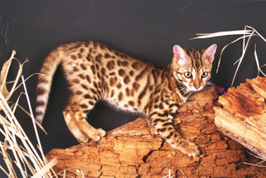 ocicat2.jpg (51Ko)