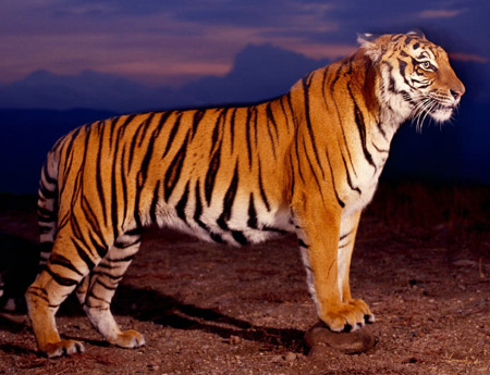 tigre1.jpg