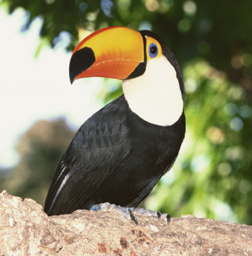 toucan1.jpg