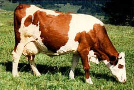 vache1.jpg (17Ko)