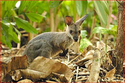 wallaby1.jpg 33Ko)