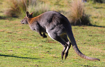 wallaby2.jpg