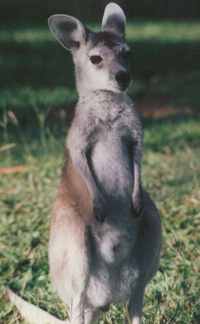 wallaroo1.jpg (28Ko)