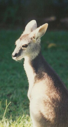 wallaroo2.jpg