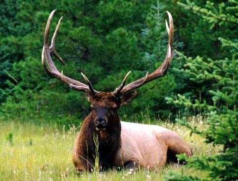 wapiti1.jpg (36Ko)