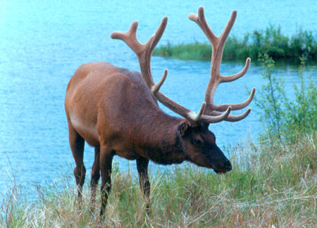 wapiti2.jpg